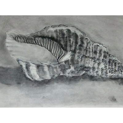 Vintage Charcoal Chalk Drawing Shell 1970 53049 Jay Feining • $12