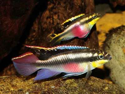 Dwarf Rainbow Krib Tropical Fish Kribensis X 2 • £6.80