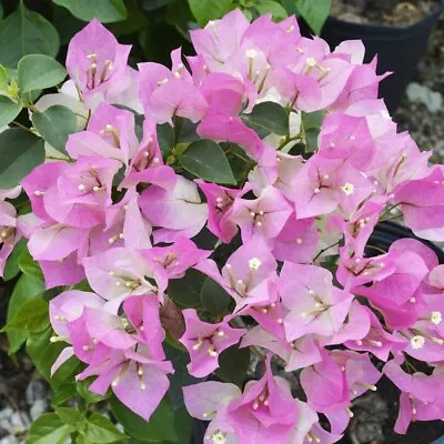 Well Rooted **IMPERIAL THAI DELIGHT** Live Bougainvillea Starter/plug Plant* • $22.99