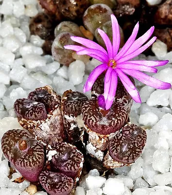 Conophytum Rubrolineatum Rare Mesembs Exotic Rock Living Stones Seed  50 SEEDS • $9.95