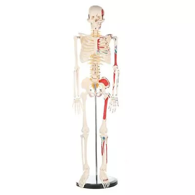 Human Skeleton Anatomy Model Metal Stand 85CM Tall Removable Arms Legs Muscle • $206.79