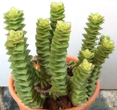 Crassula Socialis Cutting 1 Cm 🏵️ Limited One Buy Succulent • $1.10