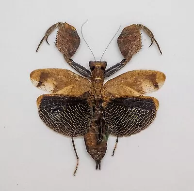 Mantidae - Boxing Mantis (f) - Hestiasula Sp -Cameron Highlands Malaysia (BM43) • $49.98