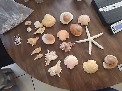 Seashells Mix Huge Bundle Lot • $4.99