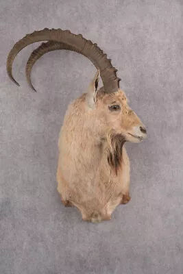 Nubian Ibex Taxidermy Shoulder Mount SKU 2795 • $1495