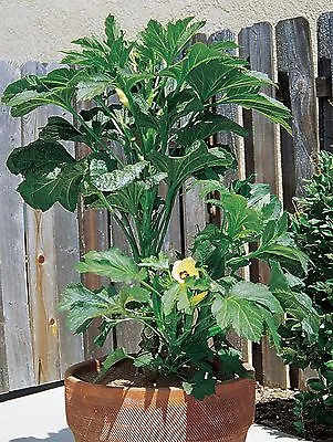 Vegetable - Okra - Baby Bubba - 25 Seeds • £1.20