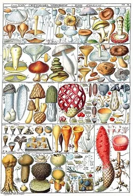 Mushrooms *2x3 Fridge Magnet* Fungus Portobella Spores Morels Truffles Forest • $8.95