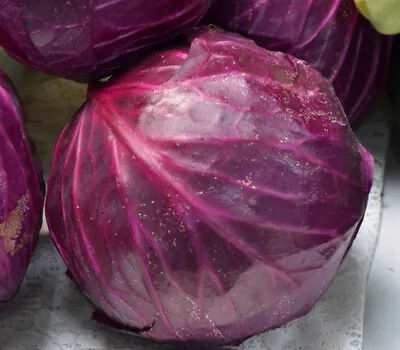 Red Acre Cabbage Seeds Coleslaw NON-GMO Variety Sizes FREE SHIPPING • $1.69