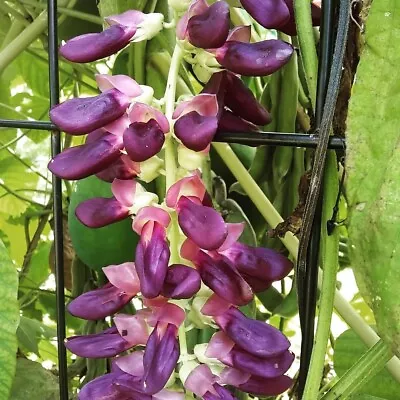 15 Velvet Bean (Mucuna Pruriens)Seeds • $10