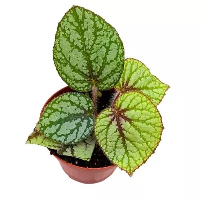 Begonia U309 4 Inch Rhizomatous Begonia Rhizo Green White • $19.99