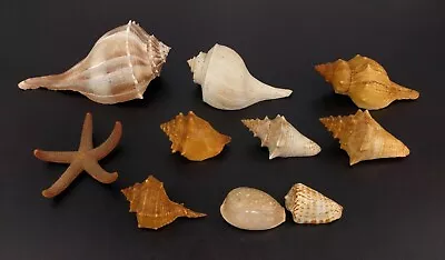 Small Lot Seashells Starfish Conch Whelk Scallop Beach Nautical Decor Crafting • $17.59