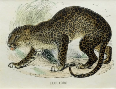 £24.53 • Buy (P1) 1863 Original Antique Engraving Hand Colored MAMMALS  (05149)