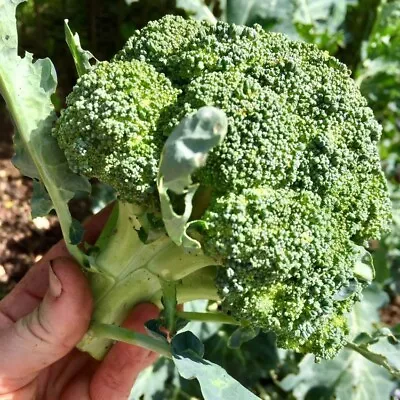 BROCCOLI Calabrese 350 Seeds HEIRLOOM Vegetable Autumn Winter Spring • $3.60