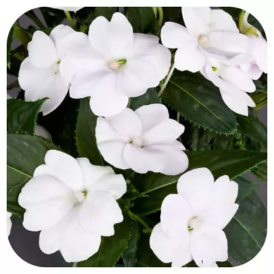 SunPatiens® Impatiens Compact White Large Plug Plants X 3 Busy Lizzies • £12.99