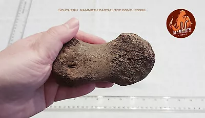 Southern Mammoth Partial Toe Bone - Fossil • $250