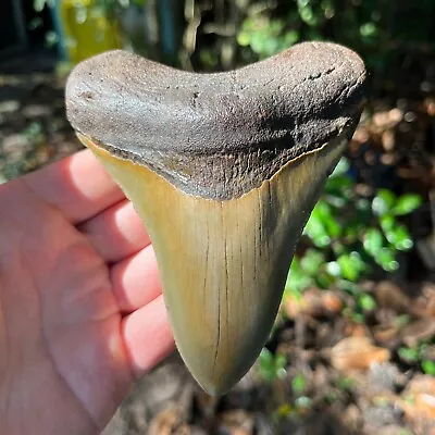 High-Quality Authentic Megalodon Shark Tooth- 4.99  X4.09 Fossil • $350