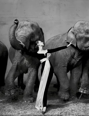 Richard Avedon Dovima With Elephants Evening Dress Photography Art Poster 36x24 • $27.59