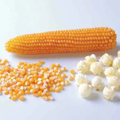 £4.99 • Buy Popcorn Kernels 500g 1kg 2kg Raw Kernals Use In Popcorn Machine Maker Flavouring