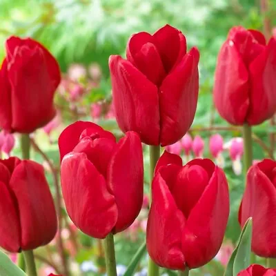 10 Red Ile De France Tulips Bulbs Spring Tulipa Flowers Hardy Perennials Gardens • £7.95