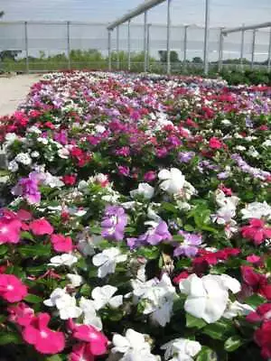 100 DWARF Little MIX PERIWINKLE / Vinca Rosea Flower Seeds • $3