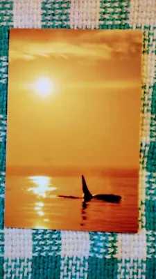 Beautiful Post Card Sunrise Orca Maury Island Washington • £4.74