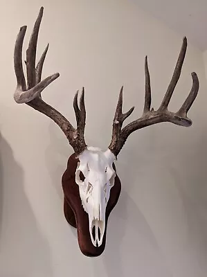 14 Point Whitetail Deer European Mount Antlers Cabin Decor • $299