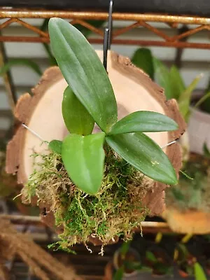 Mounted - Dendrobium New Hope Mini Blooming Size Miniature Live Orchid   • $25