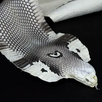 $21.50 • Buy Asia Spitting Cobra W/ Head Snake Skin Snakeskin Taxidermy Hide Leather