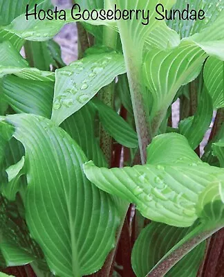 £5.49 • Buy “Reduced” Hosta Gooseberry Sundae (bare Root) Free P&P
