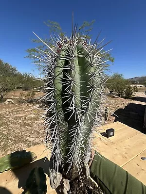 Cardon Cactus - Pachycereus Pringlei • $50