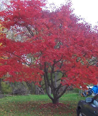 $3.55 • Buy Red Japanese Maple, Acer(Palmatum Atropurpureum) 10 Tree Seeds, 11/2022 Harvest