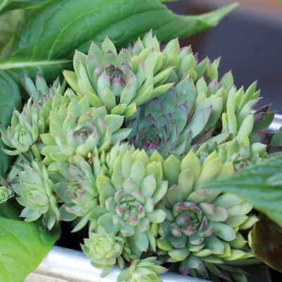 £9.95 • Buy Sempervivum 'Hippie Chicks' Value Plug Plant X 5. Succulent. Houseplant