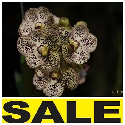 Vanda Gordon X Tubtim Spot  #KCOL  Blooming Size  • $30