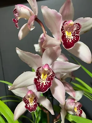 Early Flowering Cymbidium Orchid - Summer Pearl 'Shirley' - 120mm Pot Size • $30