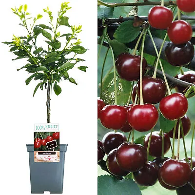 Patio Fruit Tree Collection | Various Fruits | Ideal For Small Gardens  | 2-3ft • £25.99