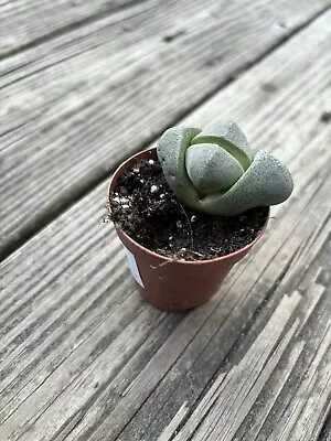 Split Rock Succulent 'Pleiospilos Nelii' Mesembs (2 Inch) • $12