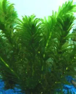 *BUY 2 GET 1 FREE* Anacharis Elodea Egeria Densa Easy Live Aquarium Plants ✅ • $8.99