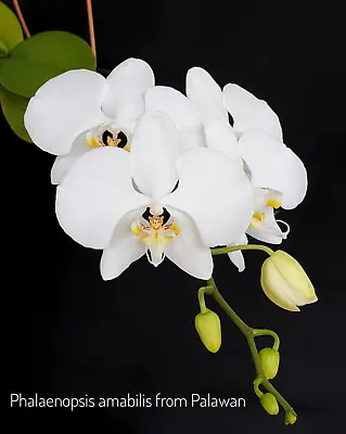 $150 • Buy Phalaenopsis Amabilis SPECIES FLASK (30+ PLANTS)