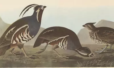 1942 Audubon Art Print 423 Two Quail. Vintage Bird Illustration. • $9.49