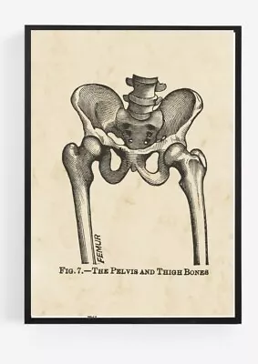 Vintage Pelvis Cage Anatomy Print Picture Wall Art Unframed Home Decor  A4  • $4.96