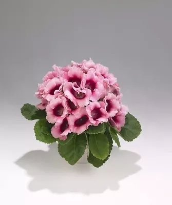 25+ Bi-color Pink Empress Gloxinia Flower Seeds  / Great Gift • £3.86
