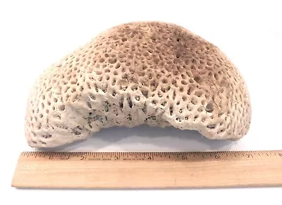 Natural Brain Sponge Crater White Coral Fossil Specimen 4lb 10oz 7 X6  Aquarium • $34.99