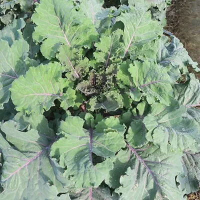 Vegetable Kale/Borecole - Cottagers - Kings Seeds - 50 Seeds • £2