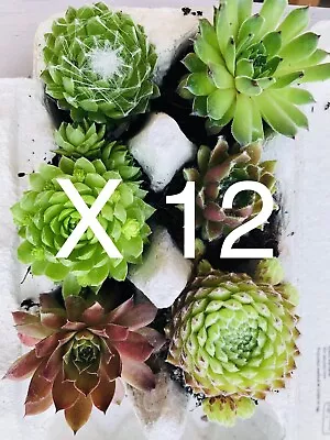 Sempervivum Plants X 12 • £7