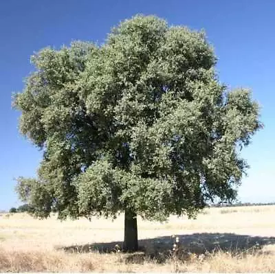 Holm Oak Tree Outdoor Quercus Ilex Outdoor Tree Outdoor 9L Pot 1.2m - 1.5m • £75.98