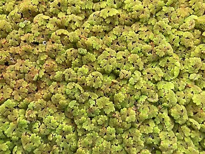 1 Cup Azolla (fairy Moss) For KOI Pond • $10