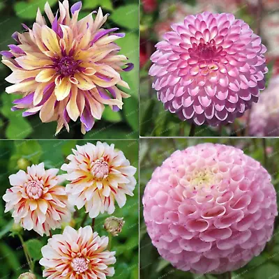20 EXOTIC RARE DAHLIA SEEDS Blossom Bloom Garden Flower Bed Plant Diy 15-#1-4 • $7.25
