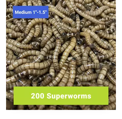 200 MEDIUM SUPERWORMS 1 -1.5    -   Free Shipping Live Arrival Guarantee   • $20.99