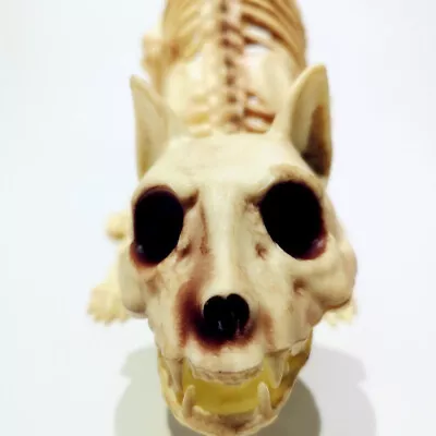 Animal Skeleton Decorations Cat Dog Mouse Realistic Bones Scary Party Props • £6.47