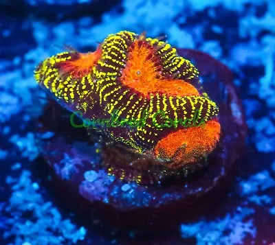 Cornbred's Vitality Maze Brain - WYSIWYG - Frag - LIVE CORAL • $39.99